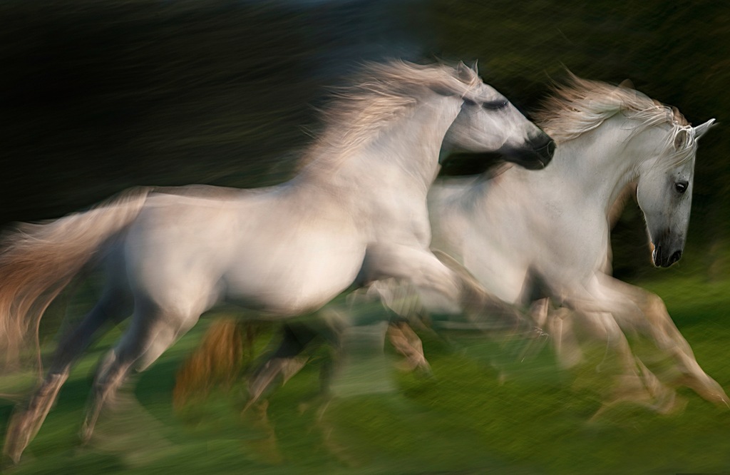 Bild von Papermoon Fototapete "Photo-Art MILAN MALOVRH, GALOPP FÜR ZWEI GALOPP"