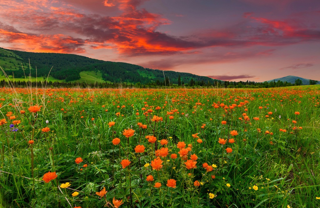 Bild von Papermoon Fototapete "BLUMEN-WIESE-GEBIRGE NATUR GRÜN SONNE BERG HIMMEL FELD"