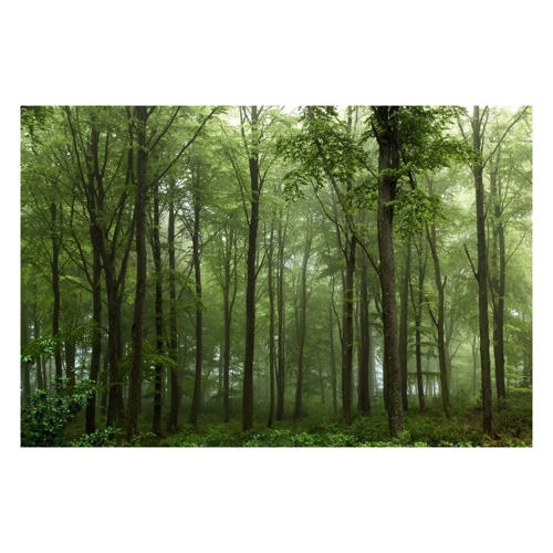 Bild von Papermoon Fototapete "Photo-Art LEIF LONDAL, WALD" – Ein Blickfang für jede Wand