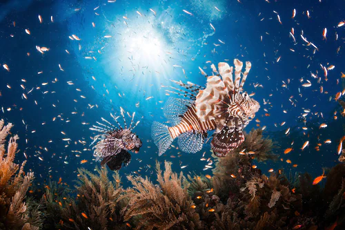 Bild von Papermoon Fototapete "Photo-Art BARATHIEU GABRIEL, LIONFISH"