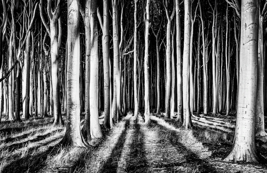 Bild von Papermoon Fototapete "Photo-Art PIXXELPARK, GEISTERWALD"