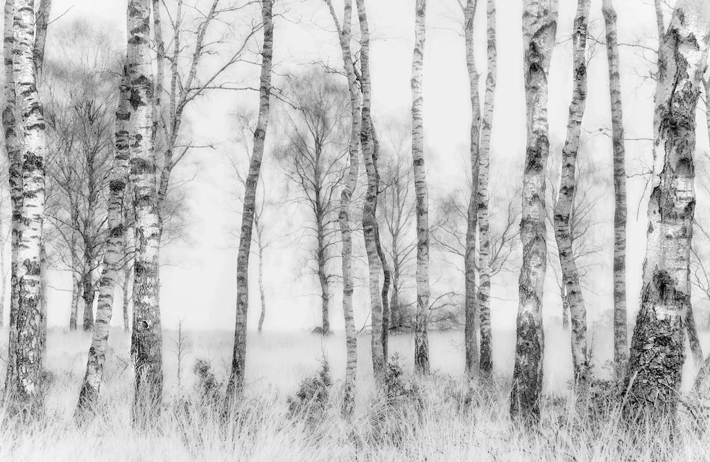 Bild von Papermoon Fototapete "Photo-Art NEL TALEN, SCHWARZ UND WEISS"