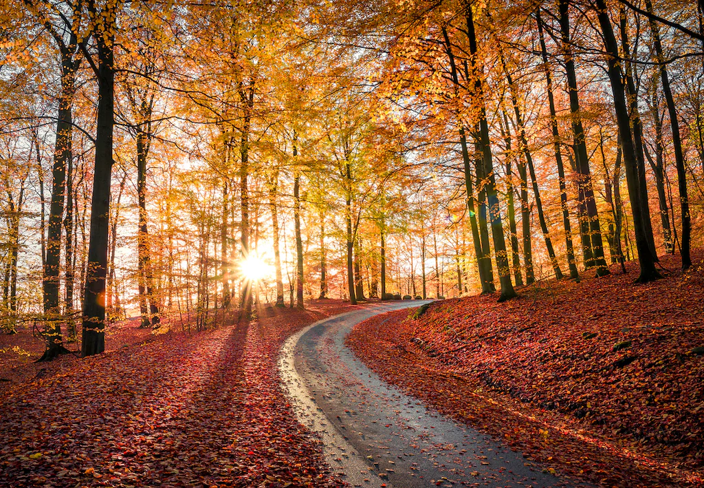 Bild von Papermoon Fototapete "CHRISTIAN LINDSTEN, STRAßE IN SAPTERAYSEN NATIONALPARK, SCHWEDEN"