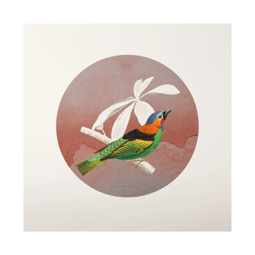 Bild von Alu-Dibond Bild Vogel Collage im Kreis II - Ein farbenfrohes Wandbild für Ihr Zuhause