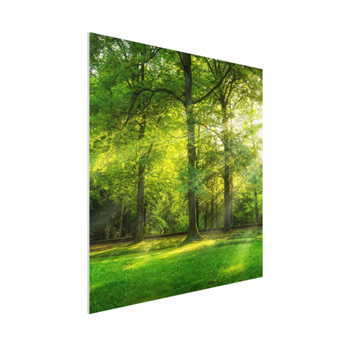Bild von Forexbild Spaziergang im Wald