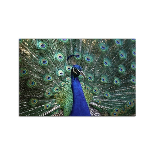 Bild von Sinus Art Leinwandbild 120x80cm Pfau Federn bunt Vogel