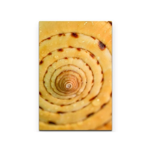 Bild von Sinus Art Leinwandbild - Nahaufnahme eines Schneckenhauses