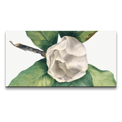 Bild von Sinus Art Leinwandbild - Paul Sinus Remaster 120x60cm Botanische Vintage Illustration Magnolia
