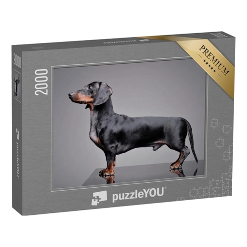 Bild von puzzleYOU Puzzle Liebenswerter Dackel vor einem grauen Hintergrund, 500 Puzzleteile