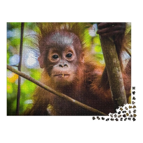 Bild von puzzleYOU: Puzzle 1000 Teile „Das niedlichste Orang-Utan-Baby der Welt blickt in Borneo in die Kamera“