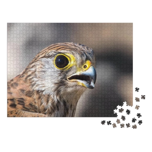 Bild von Puzzle 1000 Teile „Portrait eines Turmfalken“ von puzzleYOU