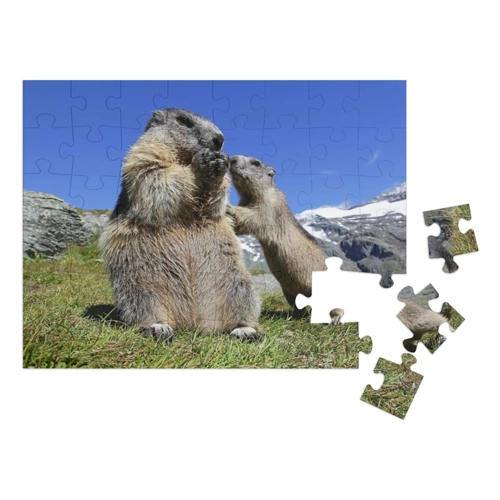 Bild von puzzleYOU Puzzle „Murmeltiermutter mit ihrem Jungtier“, 1000 Teile