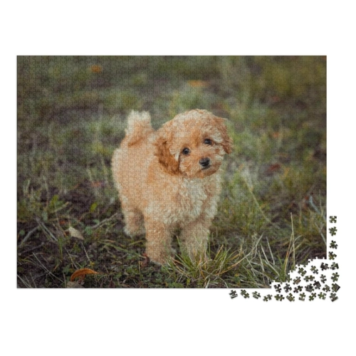 Bild von puzzleYOU: Puzzle 200 Teile „Kleiner brauner Pudelwelpe“