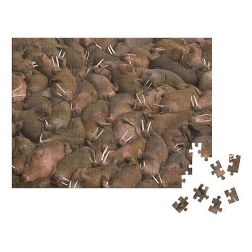 Bild von puzzleYOU: Puzzle 100 Teile „Tausende von Walrossen beim gemeinsamen Sonnenbad auf Round Island, Alaska, USA“