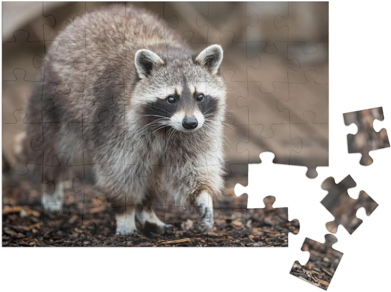 Bild von Puzzle 1000 Teile XXL „EIN Waschbär durchstreift einen Garten“ – aus der Puzzle-Kollektion Waschbären, Tiere in Wald & Gebirge, Exotische Tiere & Trend-Tiere