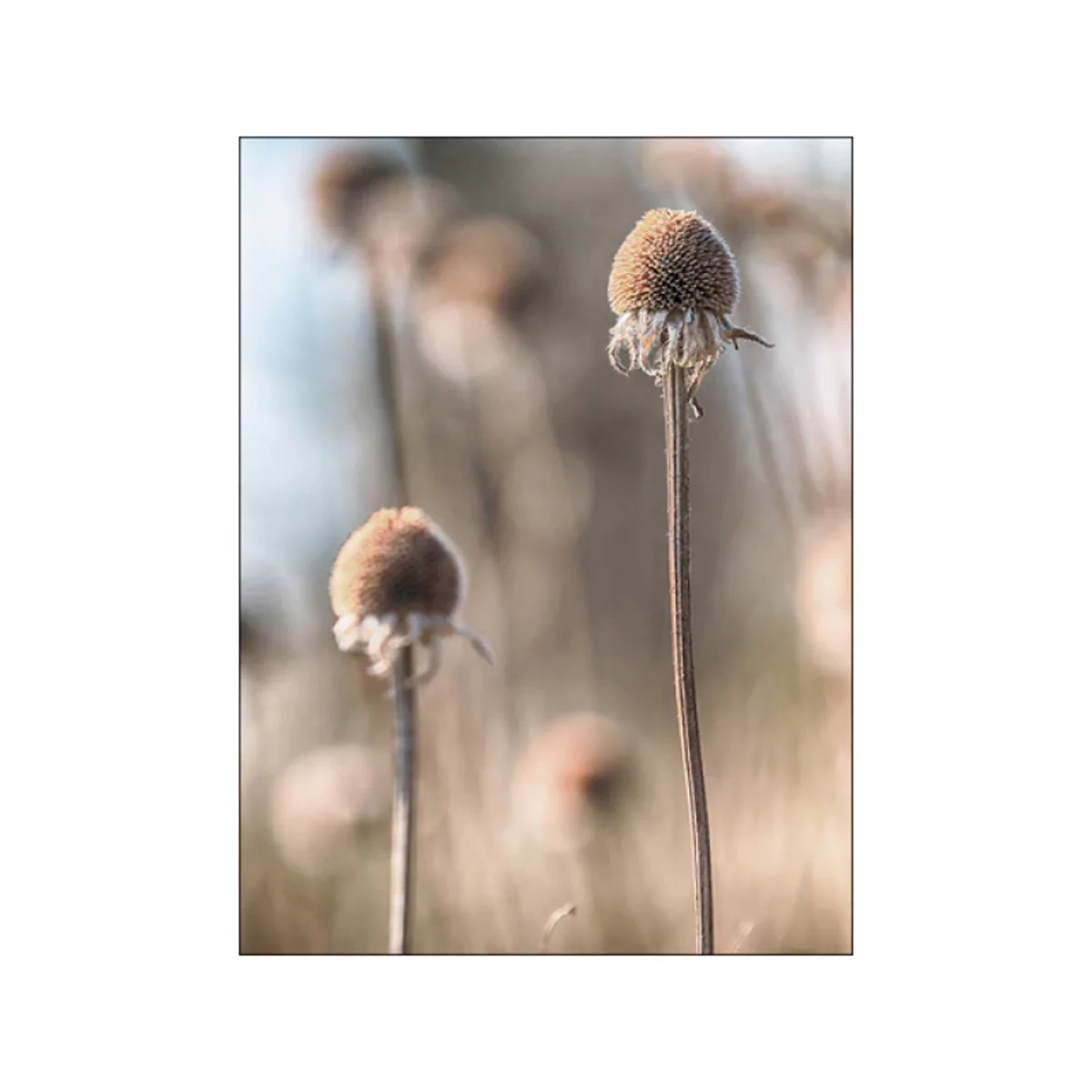 Bild von TPFLiving Leinwandbild Kunstdruck - Nordic Art Herbstlandschaft in Braun- und Beige- Tönen - OHNE Rahmen - Bilder Wohnzimmer - Modell TPFL-LW-26-ME - 30x40cm