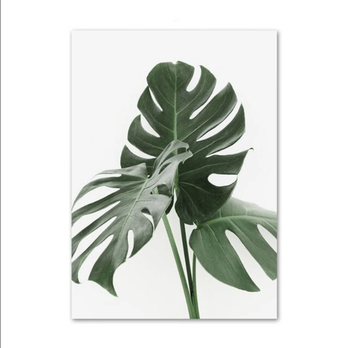Bild von TPFLiving Luxus Poster Leinwand / Blumen und Blätter in Grün und Weis / 15 Motive in 16 verschiedene Größen - OHNE Rahmen - Modell TPFL-LW-42-MC - 20x25cm