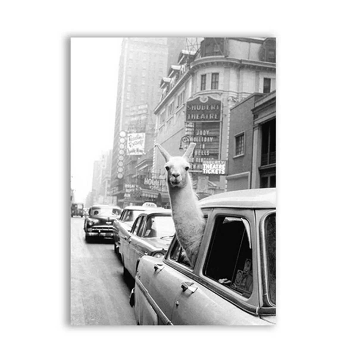 Bild von TPFLiving Poster Leinwand / Lustiges Lama in New Yorker Taxi in schwarz und weiß / Motiv in verschiedenen Größen - OHNE Rahmen - Modell FB038 - 90x130cm
