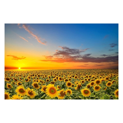 Bild von Pixxprint Glasbild – Sonnenuntergang mit Sonnenblumen