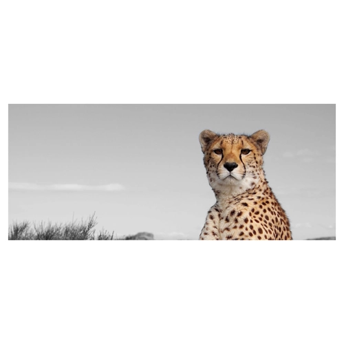 Bild von Pixxprint Glasbild Panorama - Gepard in Savanne (100x40 cm)