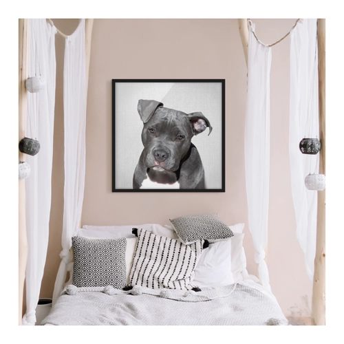 Bild von Bild mit Rahmen Pitbull Pelle – Kunst für Ihr Zuhause