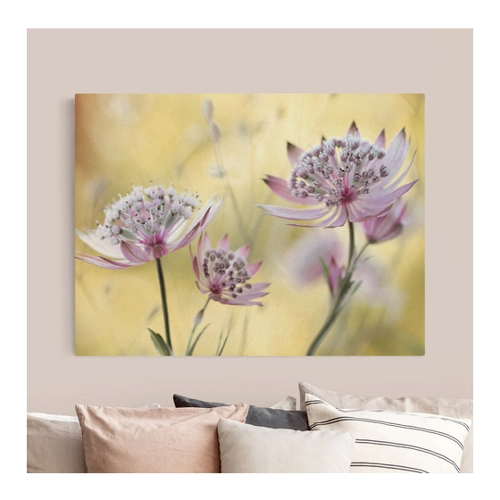 Bild von Leinwandbild Astrantia Major auf Naturcanvas