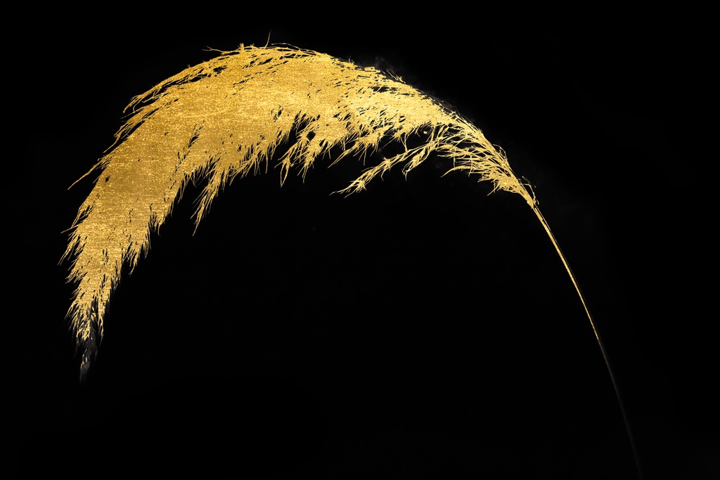 Bild von Leonique Acrylglasbild »Pampas Gras - Acrylbilder mit Blattgold veredelt«, Kunst-Gemälde-Gräser-Pflanzen, (1 St.), von Hand eingearbeitete Blattgold Applikationen