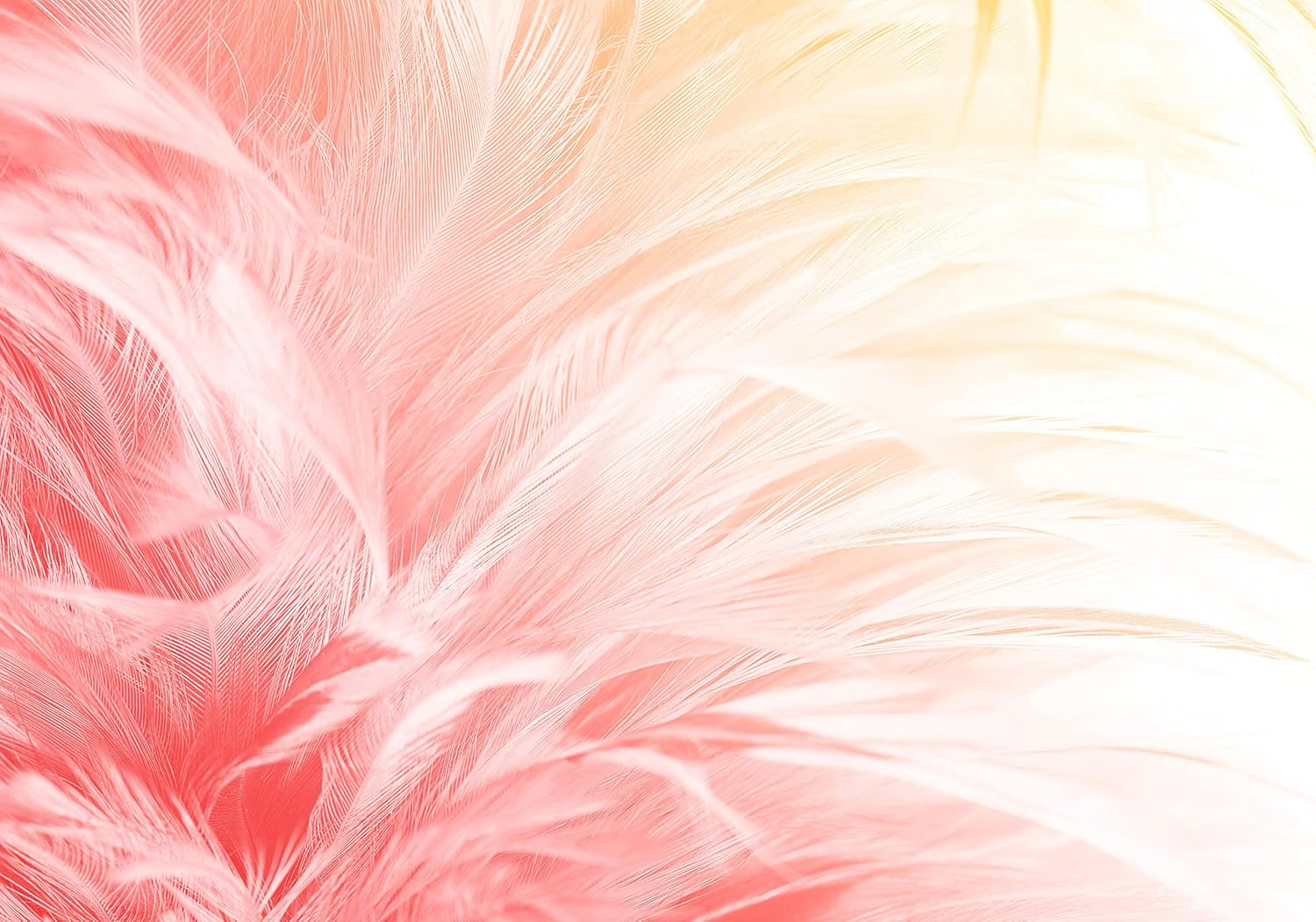 Bild von wandmotiv24 Fototapete Feder rosa gelb, 200 x 140cm - selbstklebende Vliestapete 150g, Wanddeko, Wandbild, Wandtapete, Federn weiß orange M6630