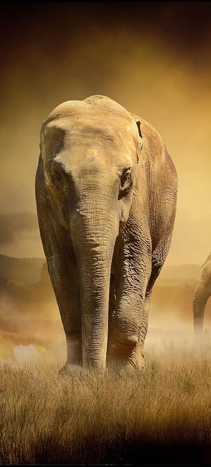 Bild von wandmotiv24 Türtapete Steppenelefant Afrika 70 x 200cm (B x H) - Selbstklebende Strukturtapete Sticker für Türen, Türfolie, Aufkleber, M0246