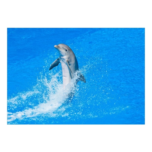 Bild von Delfin-Wasseranimation Poster
