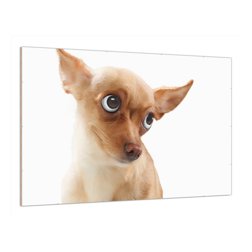 Bild von Lustiges Hunde-Porträt von Wallario