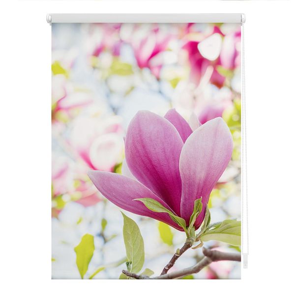 Bild von Lichtblick Klemmfix Tageslicht-Rollo mit Motiv, ohne Bohren, Blickdicht, Seitenzugrollo, Made in Germany, Magnolie - Rosa 100 x 150 cm (B x L)