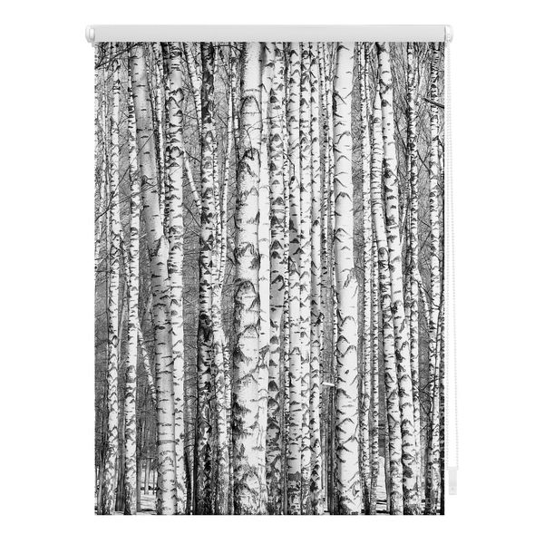 Bild von Lichtblick Klemmfix Tageslicht-Rollo mit Motiv, ohne Bohren, Blickdicht, Seitenzugrollo, Made in Germany, Birken - Schwarz-Weiß 70 x 150 cm (B x L)