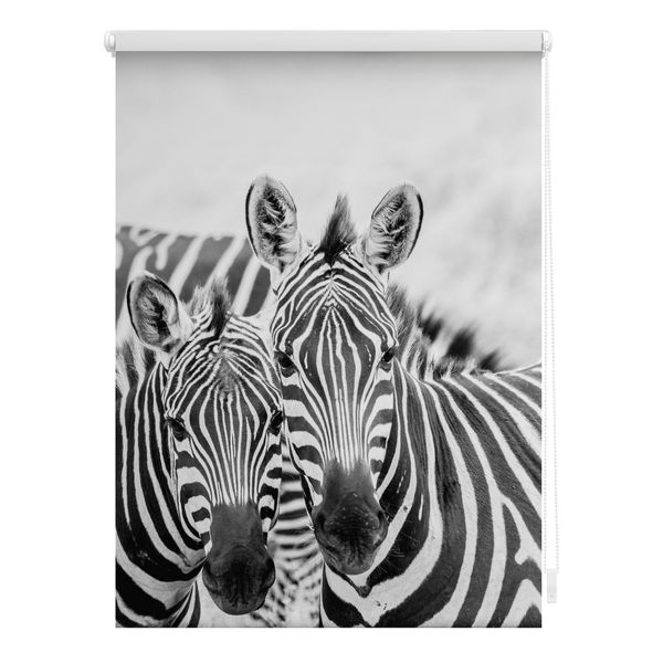 Bild von Lichtblick Klemmfix Tageslicht-Rollo mit Motiv, ohne Bohren, Blickdicht, Seitenzugrollo, Made in Germany, Zebra - Schwarz Weiß 70 x 150 cm (B x L)