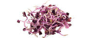 Bild von Sprossen-Mix