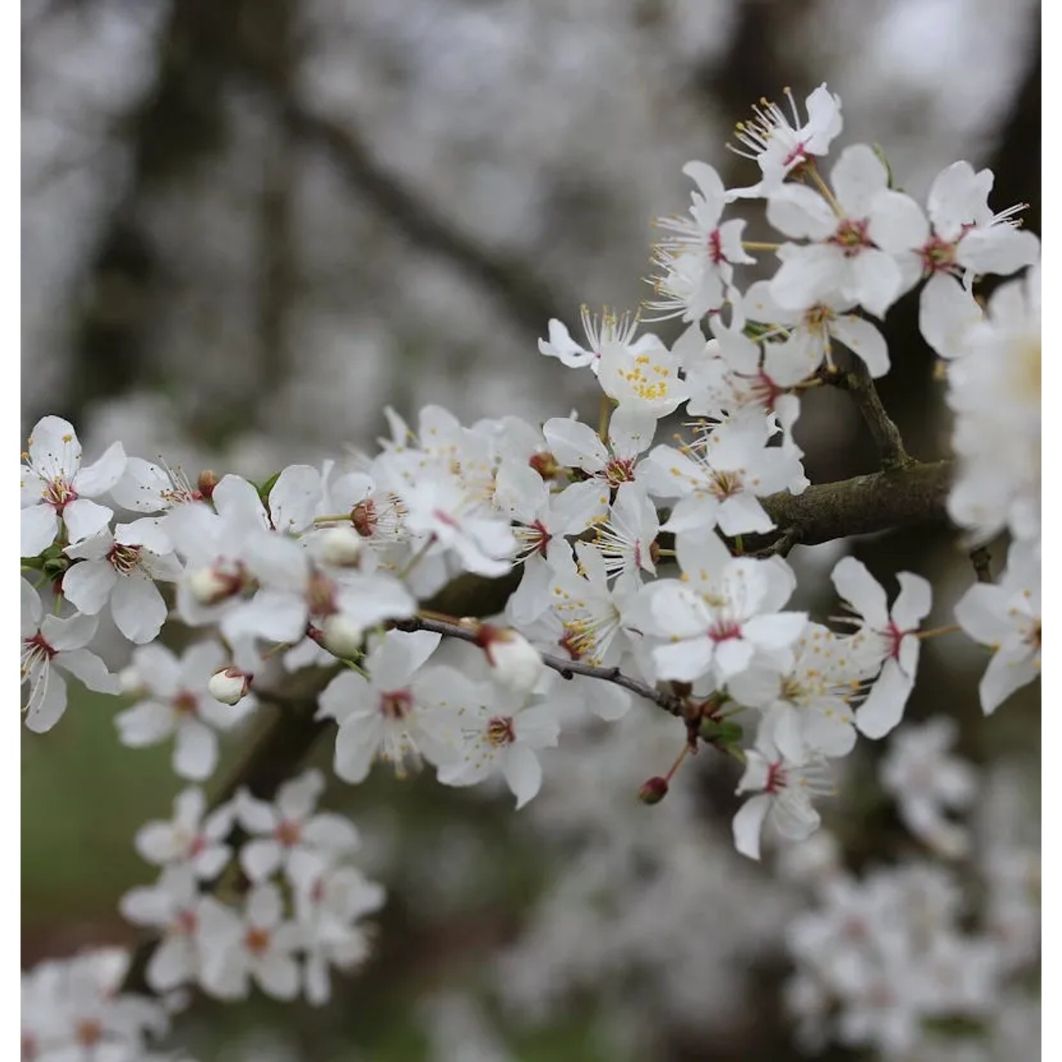 Bild von Wildpflaume 60-80cm - Prunus cerasifera