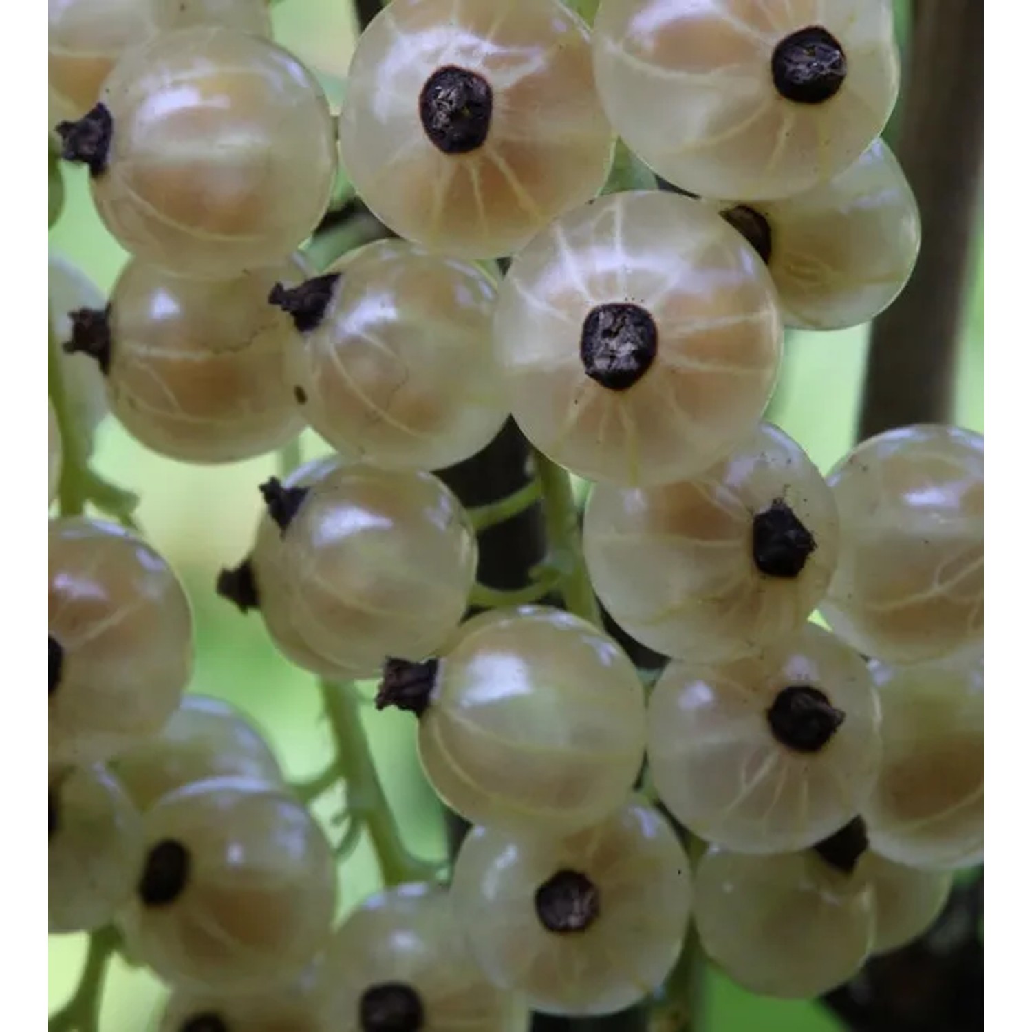 Bild von Weiße Johannisbeere Weiße Versailler 40-60cm - Ribes nigrum
