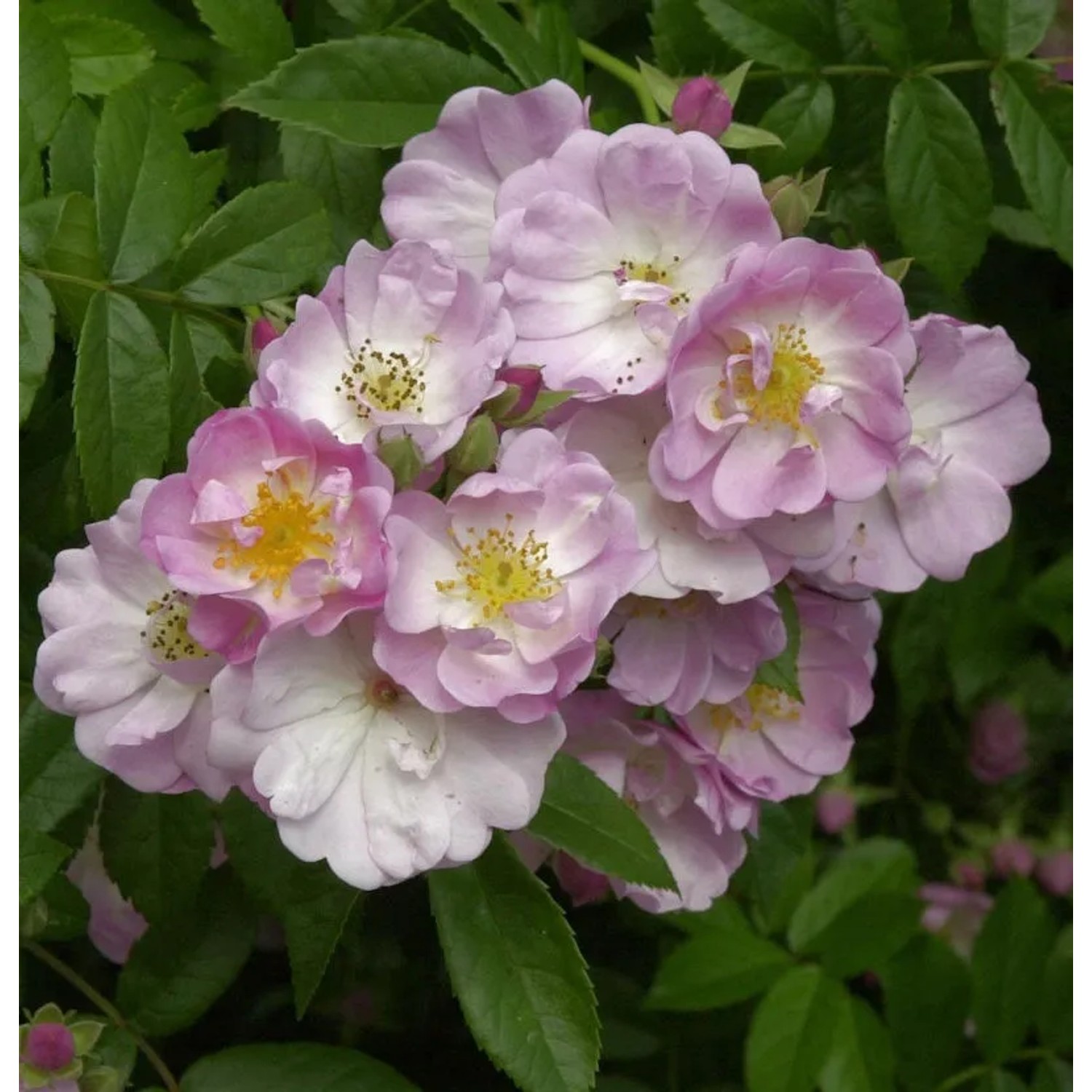 Bild von Kletterrose Apple Blossom 30-60cm