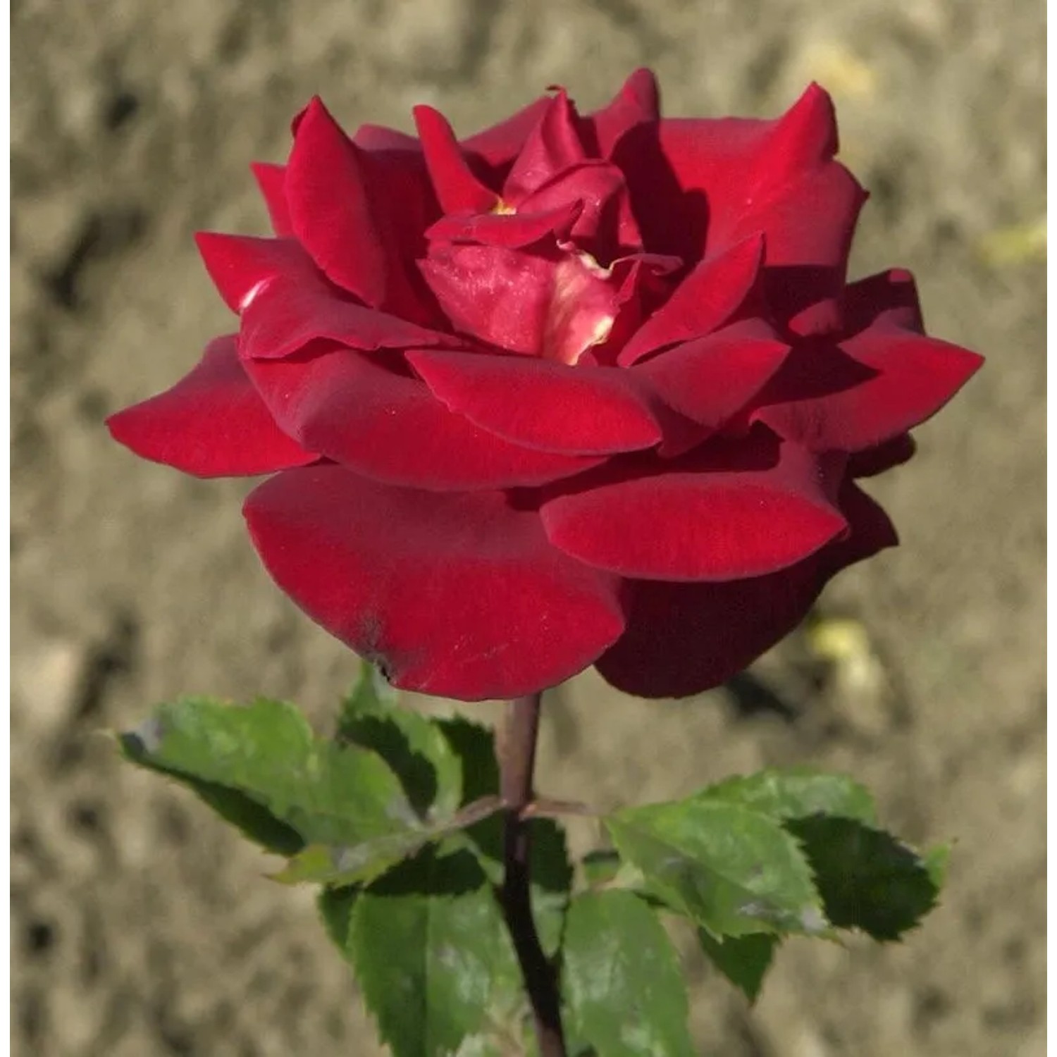 Bild von Kletterrose Florentina 30-60cm