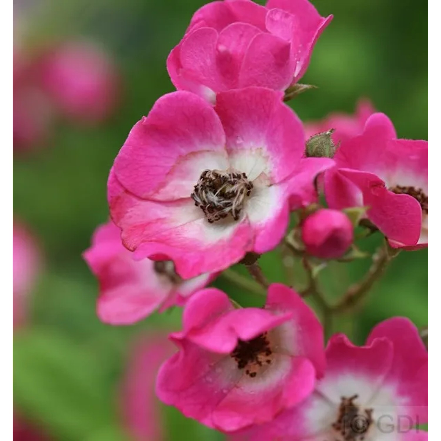 Bild von Strauchrose Mozart 30-60cm
