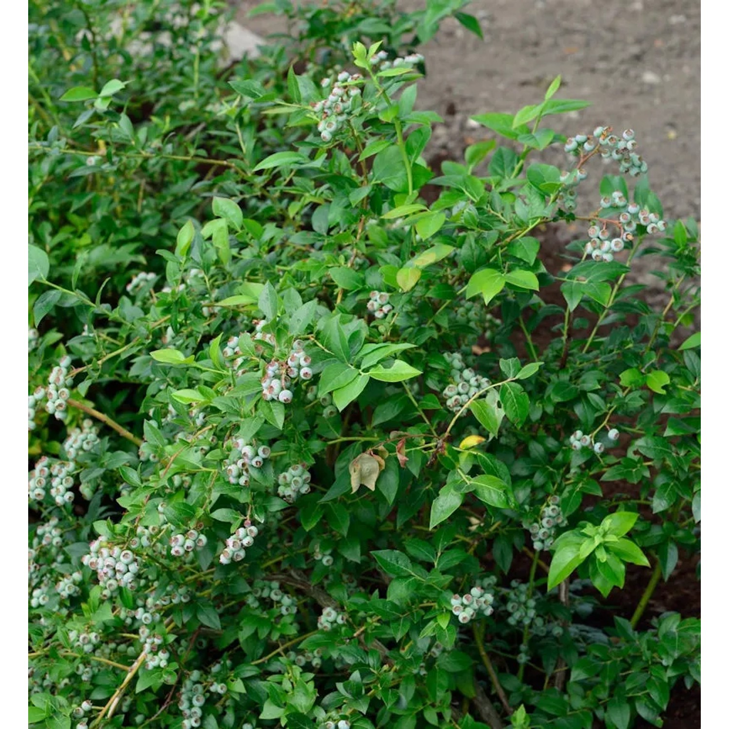 Bild von Heidelbeere Darrow 30-40cm - Vaccinium corymbosum