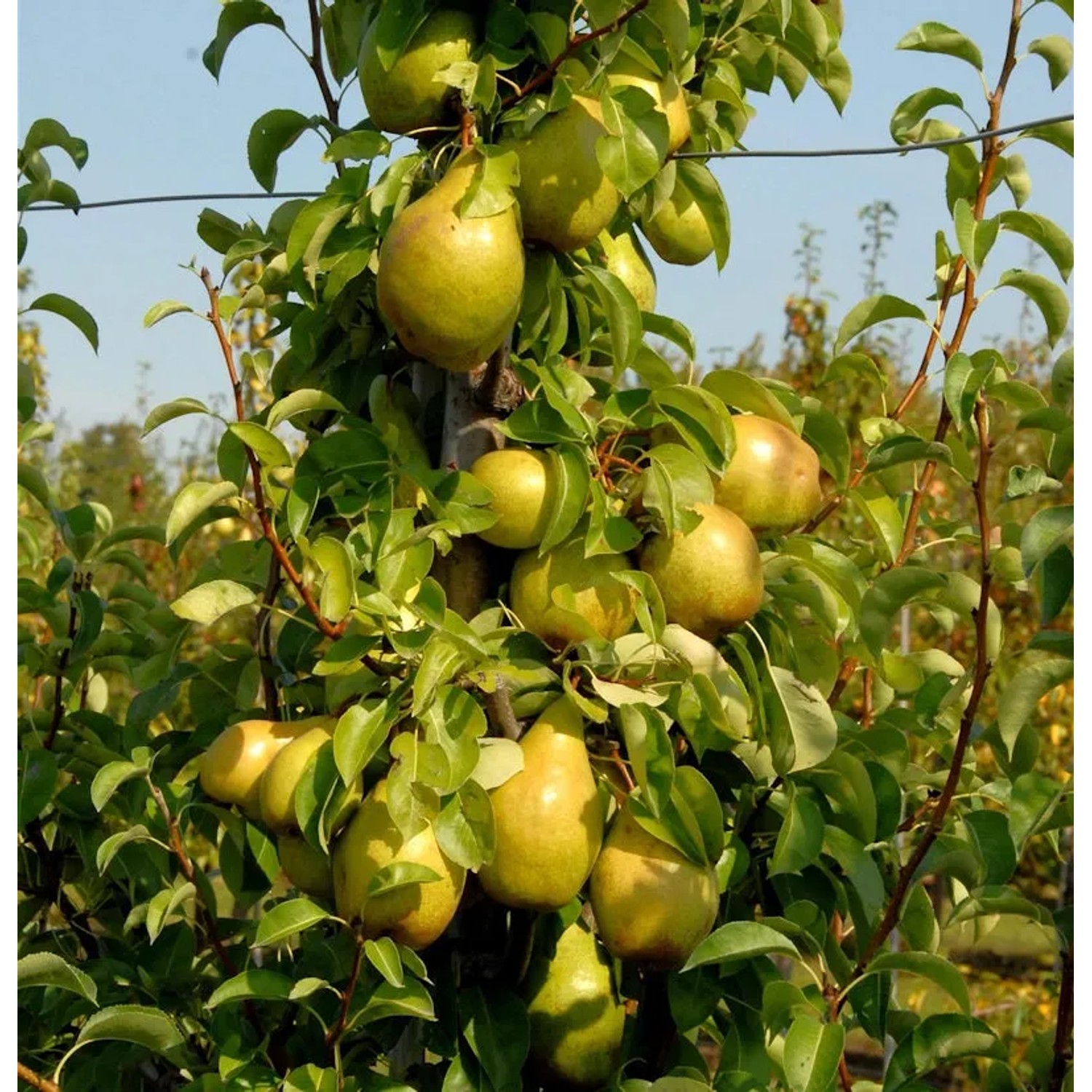 Bild von Birne Williams Christbirne 60-80cm - aromatische und feinwürzige Früchte