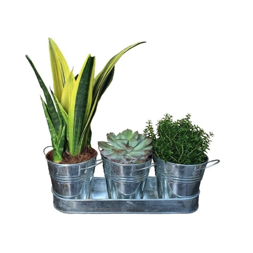 Bild von HTI-Living Pflanz-Set Cornwall - Blumenkübel aus Zink