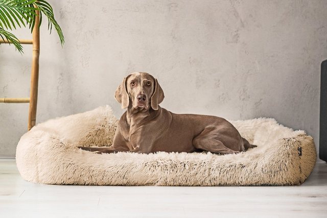 Bild von tierlando® Orthopädisches Hundebett Pedro Shaggy – kuschelig, flauschig, waschbar, herausnehmbar Langer Plüsch, Langflor Größe: 160x110cm | Farbe: 14 Beige