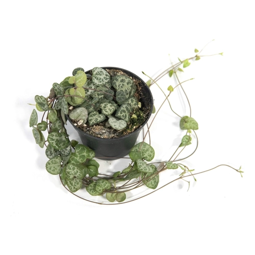 Bild von Ceropegia woodii - Leuchterblume im 8 cm Topf