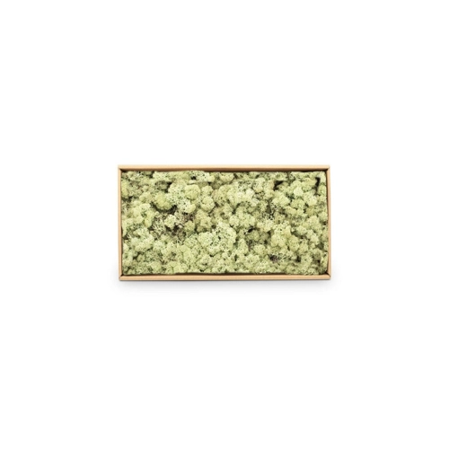 Bild von NaDeco Bastelnaturmaterial Islandmoos Mintgrün 500g im Test