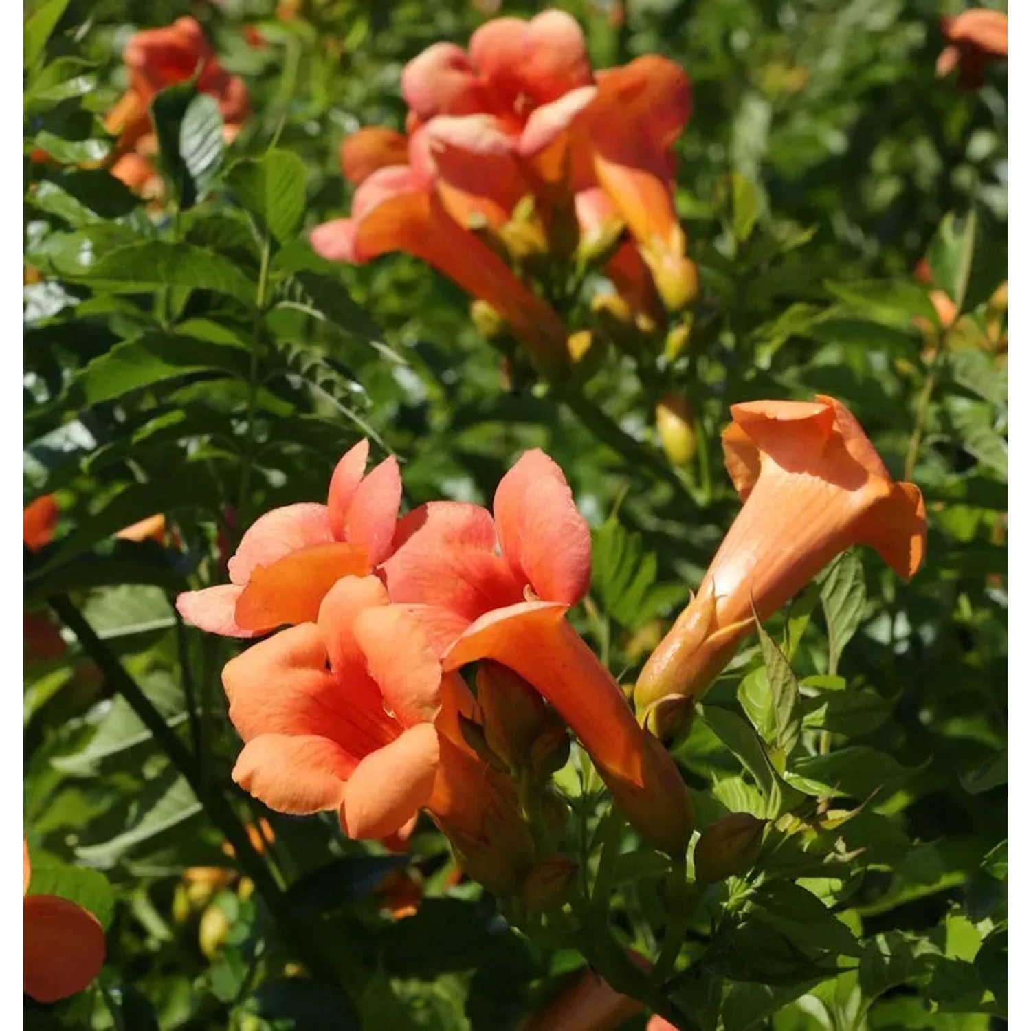 Bild von Chinesische Klettertrompete Grandiflora 100-125cm - Campsis grandiflora