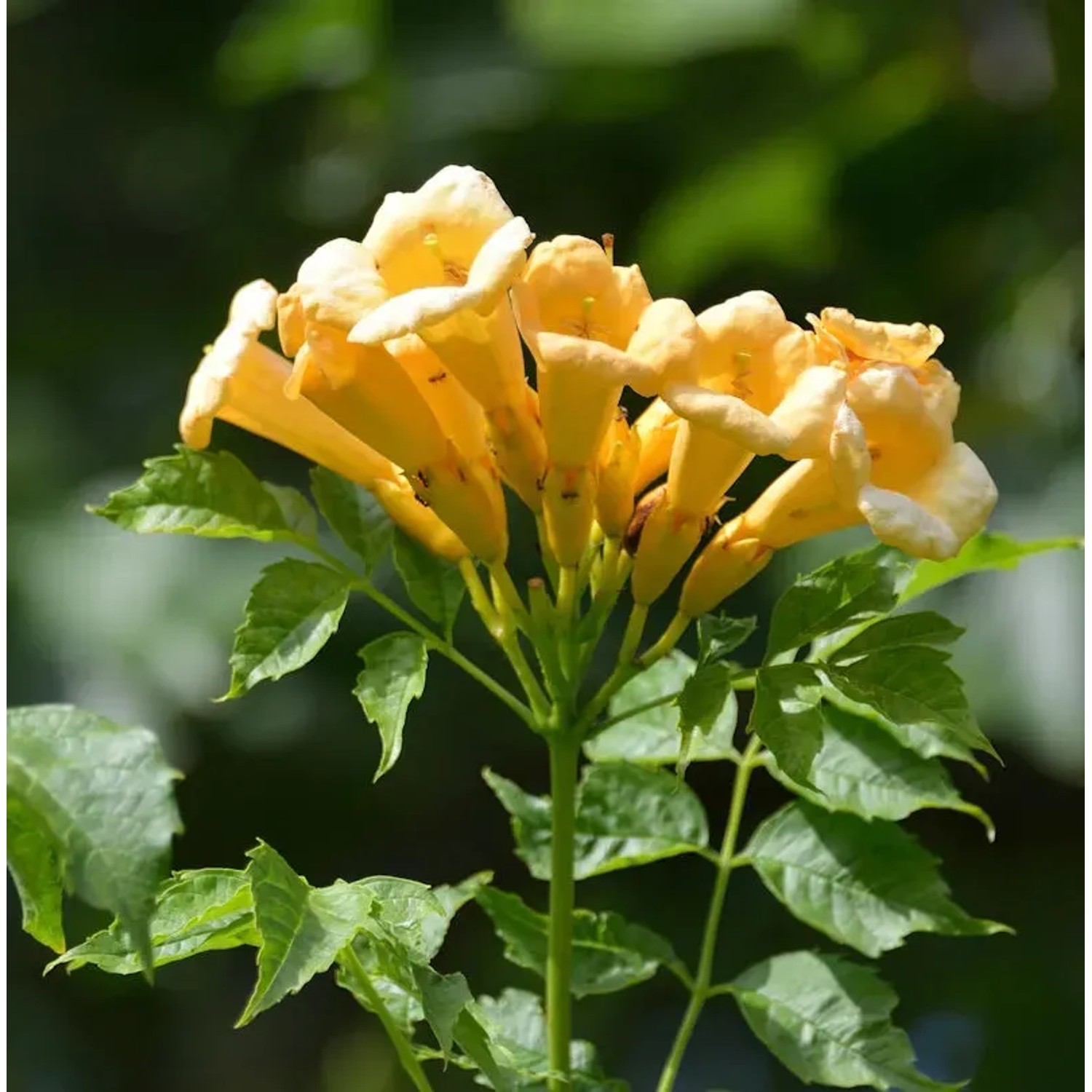 Bild von Gelbe Klettertrompete 100-125cm - Campsis radicans