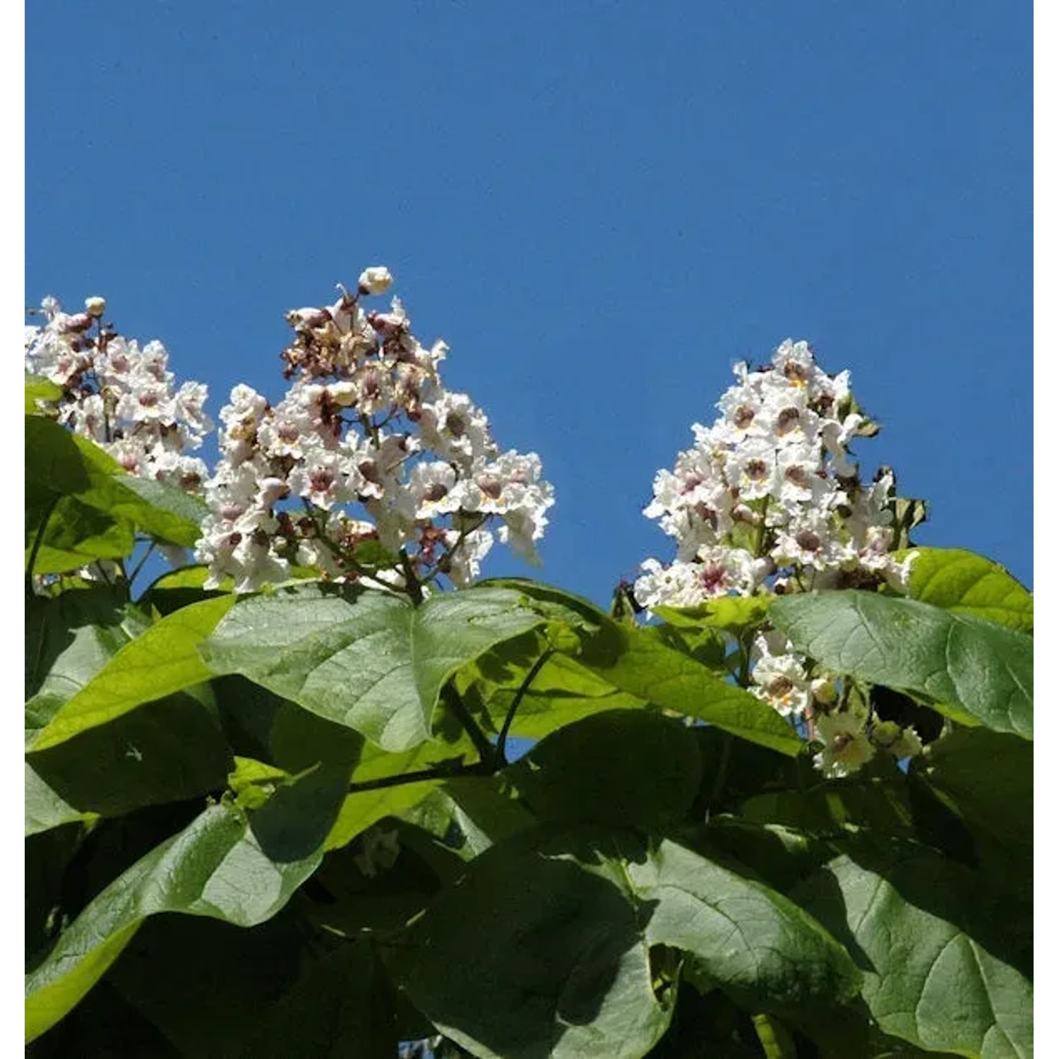 Bild von Trompetenbaum 80-100cm - Catalpa bignonioides