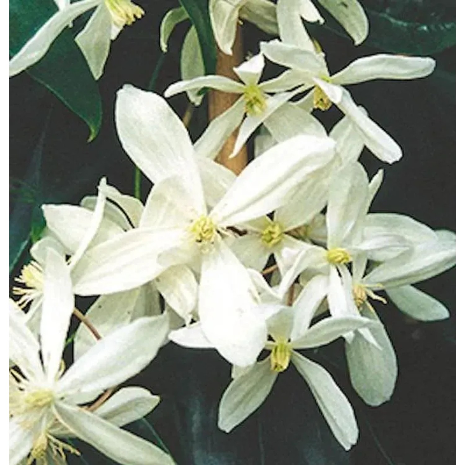 Bild von Immergrüne Duft Waldrebe 60-80cm - Clematis armandii